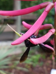 Xylocopa strandi