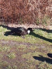 Cairina moschata domestica