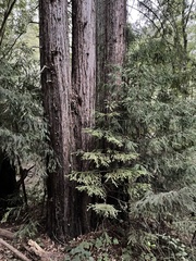 Sequoia sempervirens