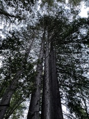 Sequoia sempervirens