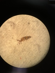 Entomobrya triangularis