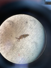 Entomobrya triangularis