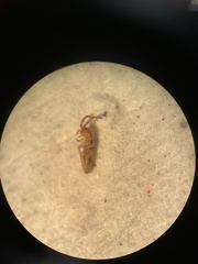 Entomobrya triangularis