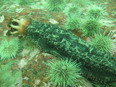 Cucumaria frondosa