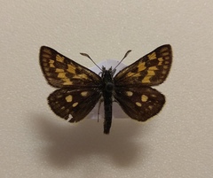 Carterocephalus palaemon