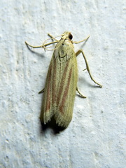 Hypsotropa vulneratella