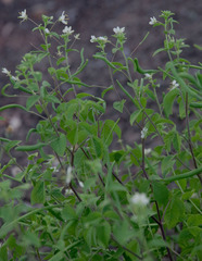 Cleome aculeata