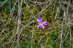 Dianthus gallicus