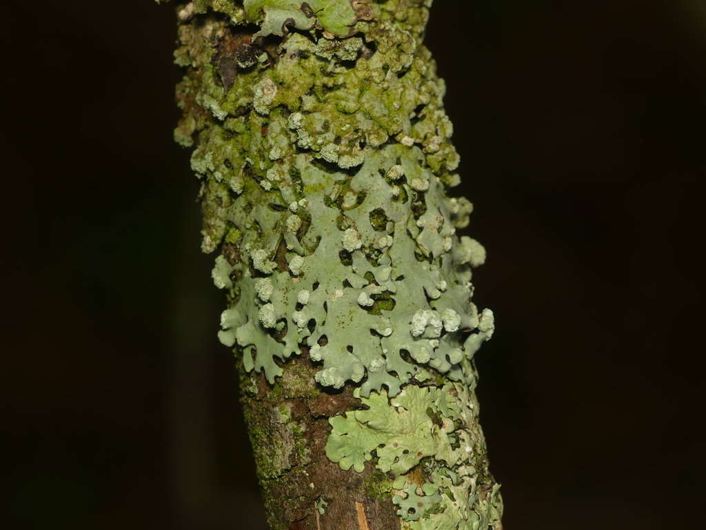 Myelochroa metarevoluta