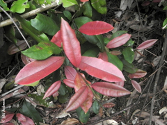 Myrceugenia planipes