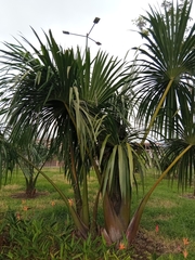 Mauritia
