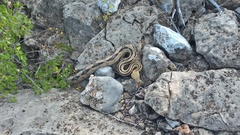 Bogertophis subocularis