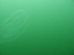 Bolinopsis infundibulum