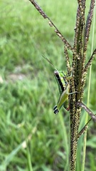 Parascopas