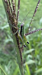 Parascopas