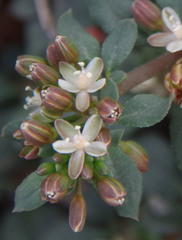 Glinus oppositifolius