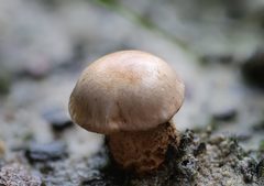 Tricholoma eucalypticum