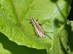 Dichroplus elongatus
