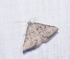 Dichromodes indicataria