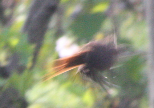 Catherpes mexicanus
