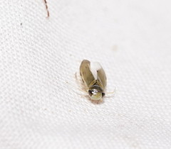 Corixoidea