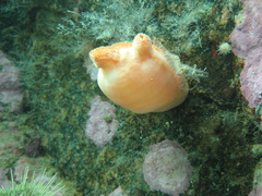 Halocynthia pyriformis