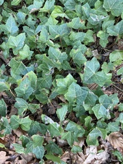 Hedera