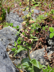 Epipactis helleborine tremolsii