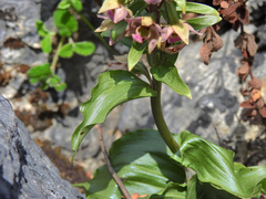 Epipactis helleborine tremolsii