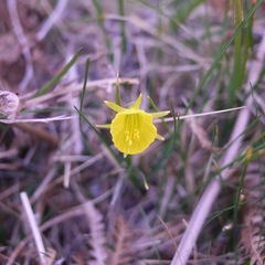 Narcissus bulbocodium