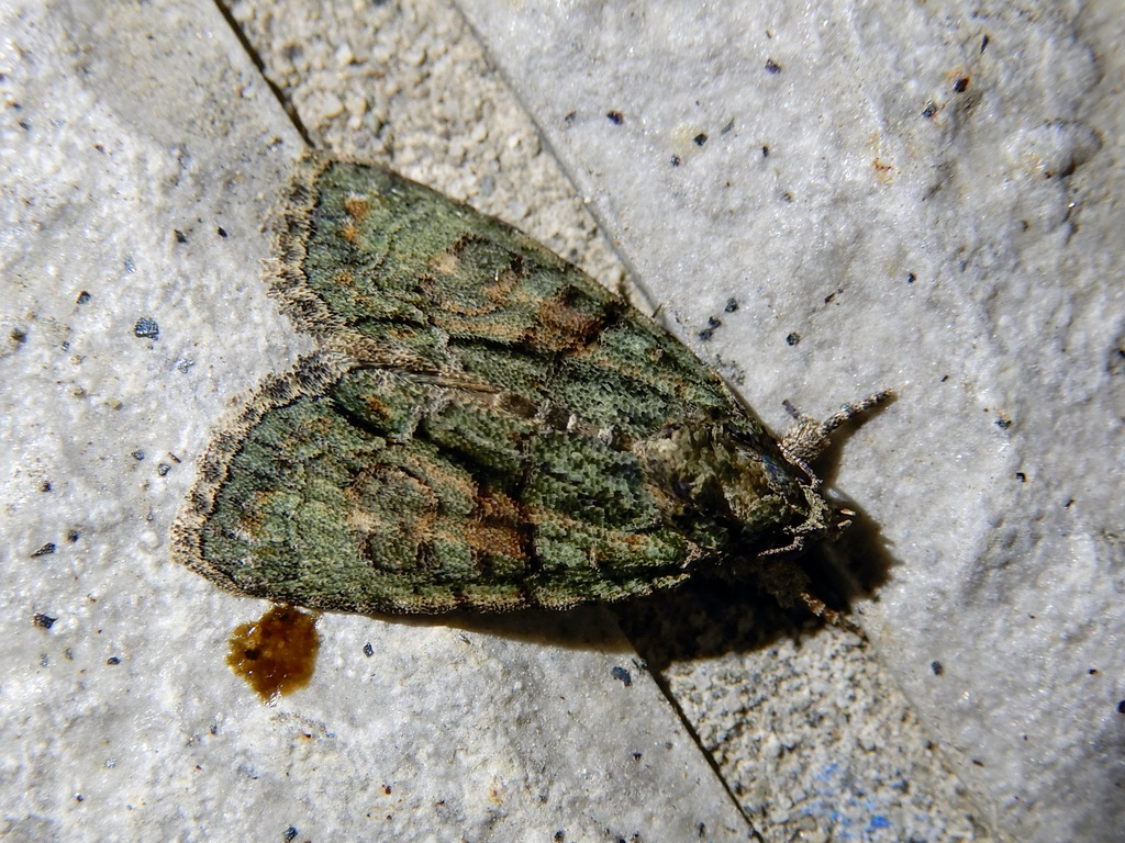 Cryphia