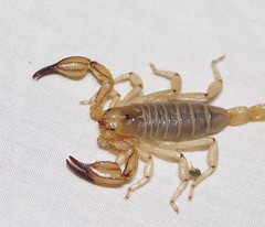Urodacus armatus