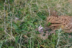 Anthyllis vulneraria iberica