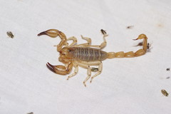 Urodacus armatus