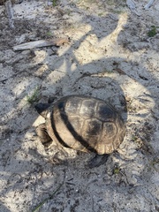 Gopherus polyphemus