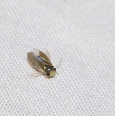 Corixoidea