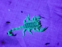 Urodacus armatus