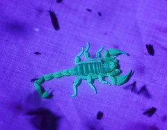 Urodacus armatus