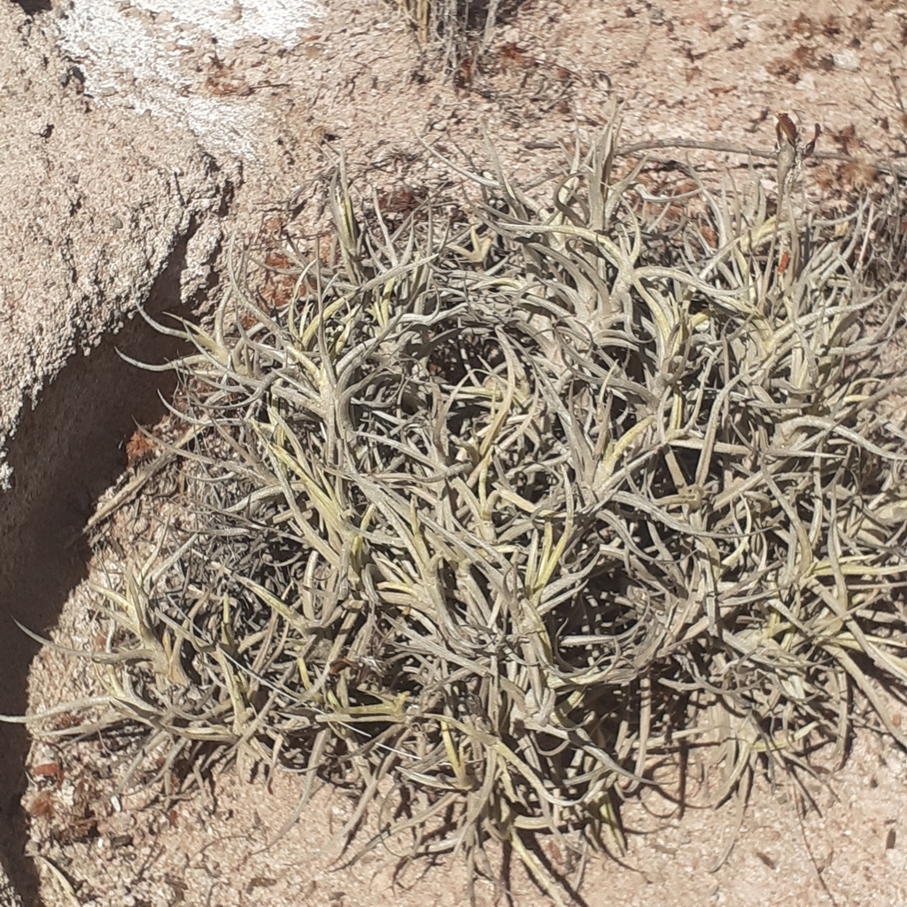 Tillandsia andicola; photograph (c) Benjamin Bender, some rights reserved (CC BY)