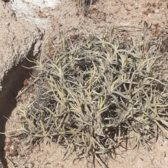 Tillandsia andicola
