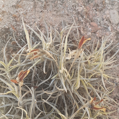 Tillandsia andicola, photograph 2