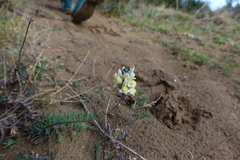 Linaria supina maritima