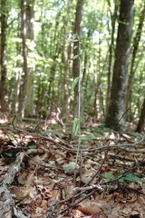 Epipactis microphylla