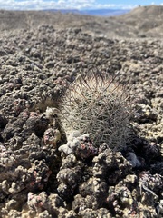 Pediocactus sileri