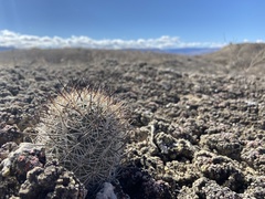 Pediocactus sileri