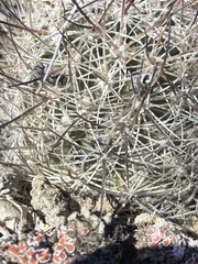 Pediocactus sileri