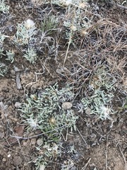 Antennaria dimorpha