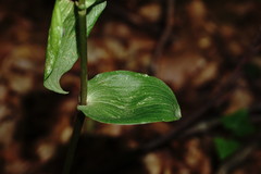 Epipactis microphylla