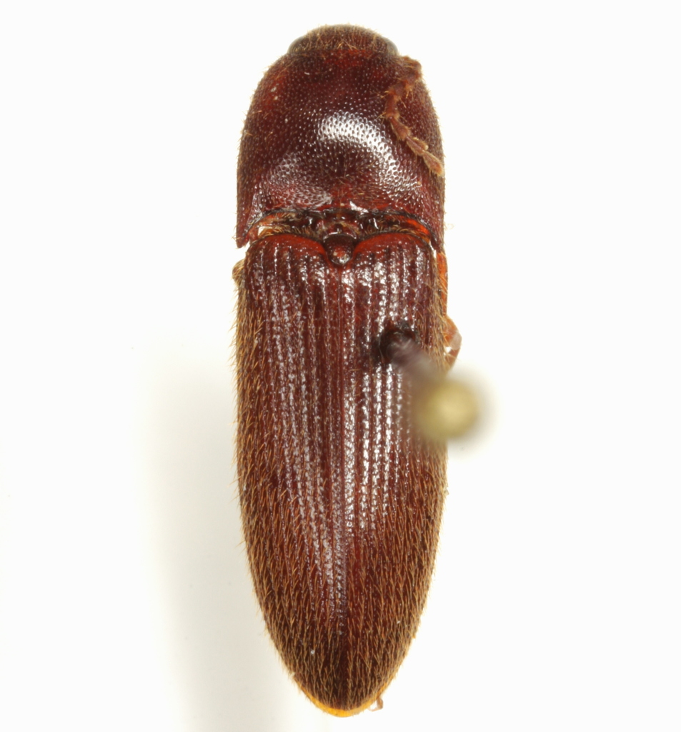 Ampedus fuscatus