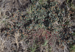 Glinus oppositifolius